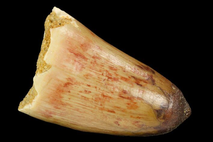 Cretaceous Fossil Crocodile Tooth - Morocco #122502